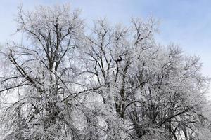 arbre à feuilles caduques en hiver. photo