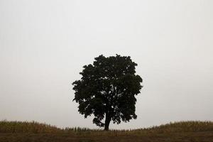 arbre dans le champ photo