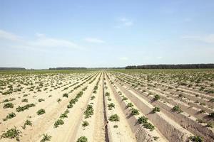 agriculture, champ de pommes de terre photo