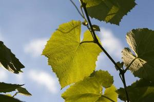 jeunes feuilles de vigne photo