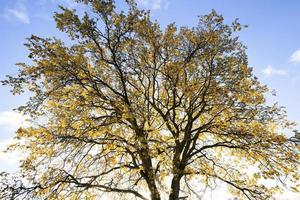 tronc de chêne au feuillage jaune photo