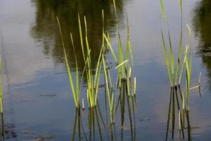 grandir dans l'eau photo