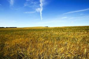 agriculture - un champ agricole sur lequel poussent les céréales mûries photo
