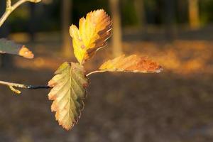 les feuilles des arbres photo