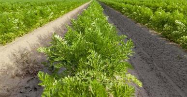 sillons dans lesquels les carottes photo