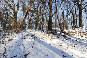 forêt en hiver photo