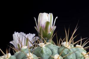 cactus pendant la floraison photo