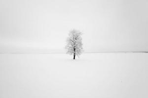 arbre solitaire, neige. photo