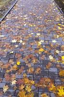 feuilles sur le trottoir, automne photo