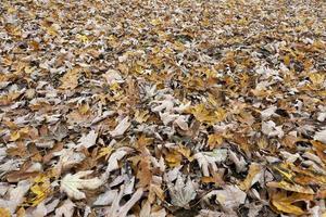 parc d'automne, couvert photo