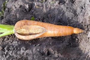 carottes au sol photo