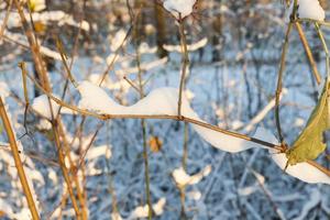 branches couvertes de neige d'un buisson photo