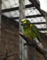 perroquet vert, zoo photo