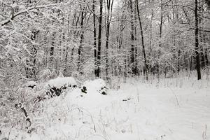 arbres d'hiver. saison. photo