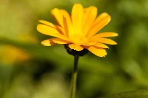 fleur de calendula gros plan photo