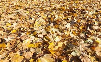 les feuilles d'érable tombées photo