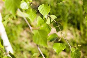 feuille de bouleau, gros plan photo