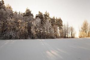 arbres en hiver photo