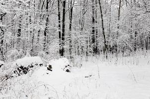 arbres en hiver photo