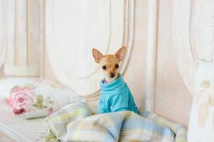 toy terrier sur un tapis dans le restaurant photo