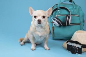 mignon chien chihuahua brun à cheveux courts assis sur fond bleu avec accessoires de voyage, appareil photo, sac à dos, casque et chapeau de paille. voyager avec le concept animal.