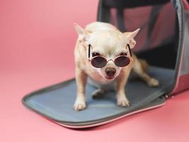 chien chihuahua brun portant des lunettes de soleil assis devant le sac de transport pour animaux de compagnie du voyageur sur fond rose, regardant la caméra, isolé. voyager en toute sécurité avec des animaux. photo