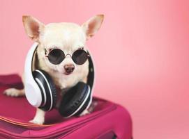 chien chihuahua brun portant des lunettes de soleil et des écouteurs autour du cou, assis sur une valise rose sur fond rose. voyager avec le concept de chien photo