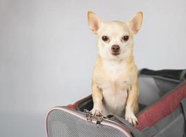 chien chihuahua brun debout et regardant par le sac de transport pour animaux de compagnie du voyageur sur fond blanc avec espace de copie. voyager en toute sécurité avec des animaux. photo