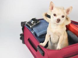 chien chihuahua cheveux courts brun debout dans une valise rose avec accessoires de voyage, chapeau de paille, appareil photo isolé sur fond blanc.