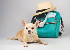 mignon chien chihuahua brun à cheveux courts allongé sur fond blanc avec accessoires de voyage, appareil photo, sac à dos, passeport, casque et chapeau de paille. voyager avec le concept animal. photo