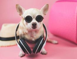 chien chihuahua brun à cheveux courts assis sur une valise rose avec  accessoires de voyage, chapeaux de paille, isolé sur fond bleu. 9667309  Photo de stock chez Vecteezy