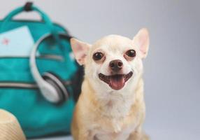 mignon chien chihuahua brun à cheveux courts assis sur fond blanc avec accessoires de voyage, appareil photo, sac à dos, passeport et casque. voyager avec le concept animal. photo