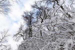 temps d'hiver dans le parc ou la forêt et les arbres à feuilles caduques photo