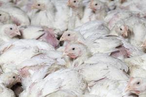poussins de poulet dans une ferme avicole, gros plan photo