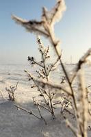 herbe de givre, gros plan photo