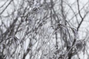 différentes races d'arbres à feuilles caduques sans feuillage photo