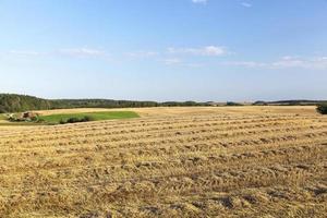 champ agricole et ciel bleu photo