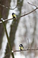 mésange sauvage en hiver photo