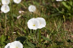 fleurs blanches qui poussent au printemps et en été photo