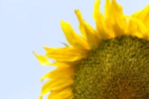 fleur de tournesol, gros plan photo