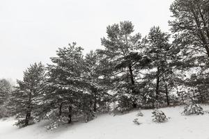 givre dans les arbres photo