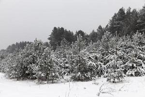 paysage d'hiver, chutes de neige photo