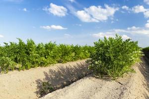 sans ogm, aliments utiles et sûrs photo