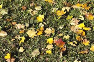 chute des feuilles en automne et sur les érables photo