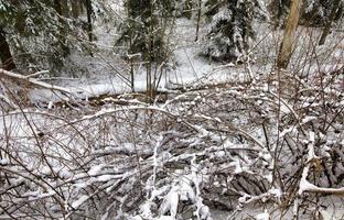 pins couverts de neige photo