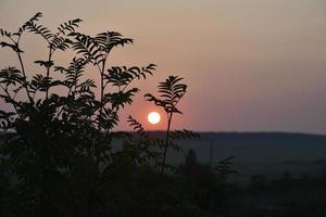 beau coucher de soleil du soir sur fond de feuilles de sorbier sombre. ombres de feuilles sur le fond d'un coucher de soleil coloré. photo