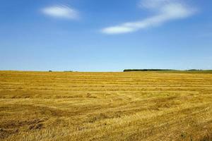 domaine agricole. du blé photo