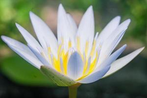 gros plan macro photographie jaune lotus nénuphar fleur nature fond photo premium