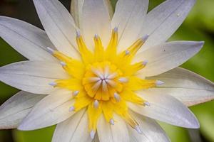 gros plan macro photographie jaune lotus nénuphar fleur nature fond photo premium