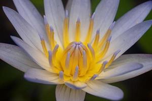 gros plan macro photographie jaune lotus nénuphar fleur nature fond photo premium